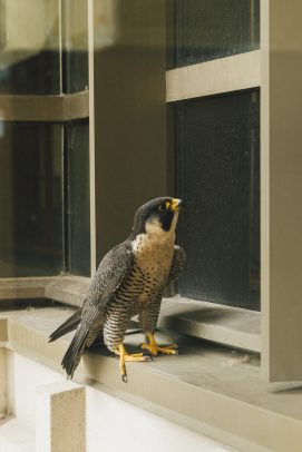 Peregrin falcon nests atop University Hall 