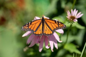 UIC-led effort to protect the monarch butterfly surpasses 50 industry partners