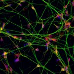 Studying stem-cell-derived neurons, created in the Regenerative