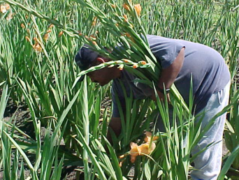 A picture of a farmworker harvesting gladiolas, one of Illinois' cash crops.