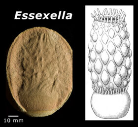 Essexella, a 310-million-year-old fossil sea anemone from Illino