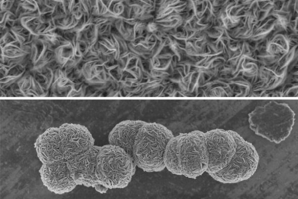 Two electron microscopy images show the “carpet” (top) and “sphere”