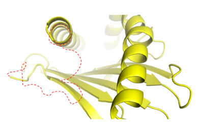 The unusual features (in red) of a MCH class I molecule’s groove play a role in how the molecule binds to viral peptides.