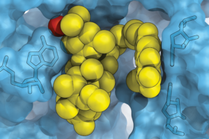 A cluster of yellow and red spheres sitting inside the cavity of a blue molecule.