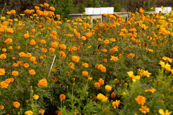 Pictures of marigold flowers at the UIC Greenhouse before they are harvested.