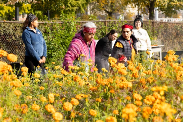 Community members harvest marigold flowers at the UIC Greenhouse.