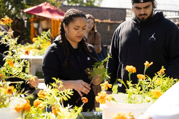 UIC Student Valeria Silva harvests marigold flowers.