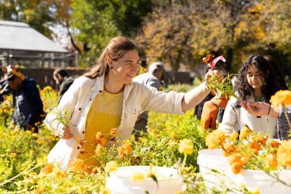 Elise Robison, agricultural garden foreman (left) takes part in the marigold harvest.