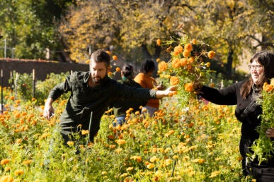 Jacob Campbell a UIC faculty member and Field Museum anthropologist harvests marigolds.