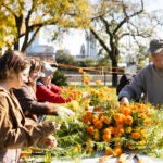 Matthew Frazel, Greenhouse manager (right) and others harvest marigolds.