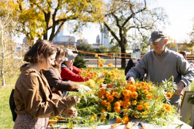 Matthew Frazel, Greenhouse manager (right) and others harvest marigolds.