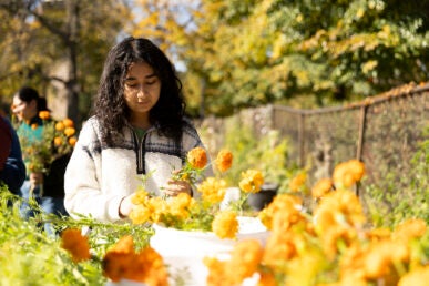 UIC Student Isabel Cervantes takes part in the Day of the Dead marigold harvesting.