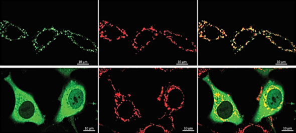 Six panels show cells died with green and red fluorescent markers