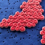 Circular red cells clumped together on top of a dark blue backdrop.