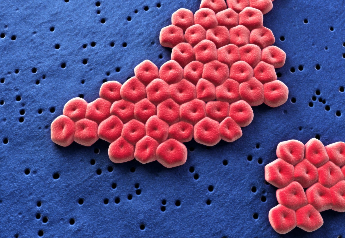 Circular red cells clumped together on top of a dark blue backdrop.